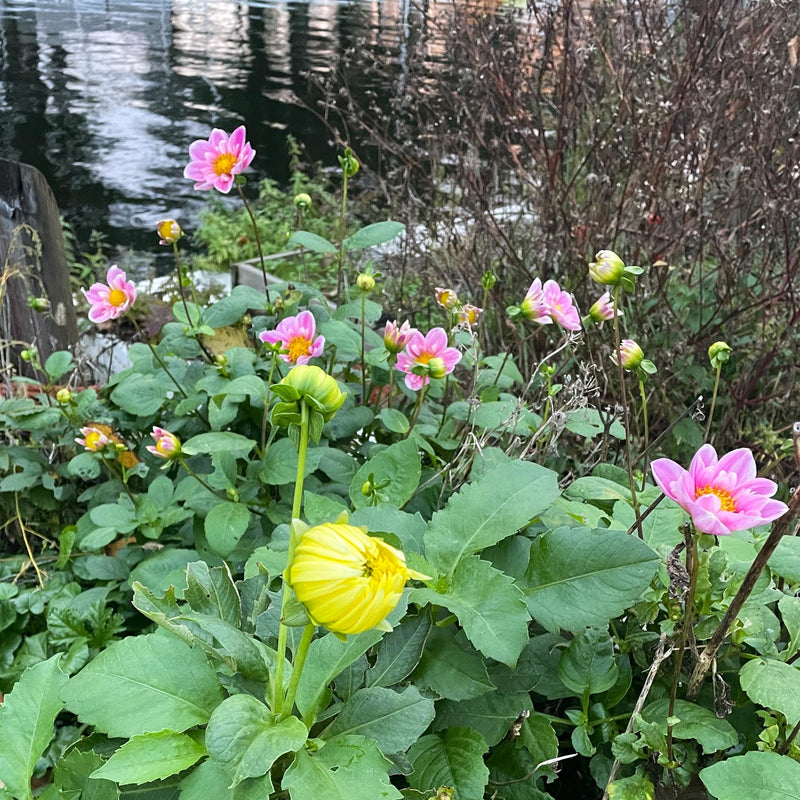 Dahlia Hartenaas in combinatie met Dahlia Bilbao