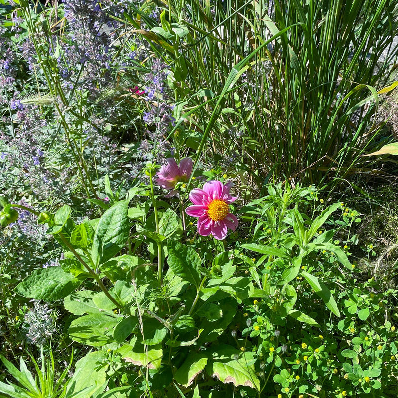 Dahlia Hartenaas tussen diverse planten