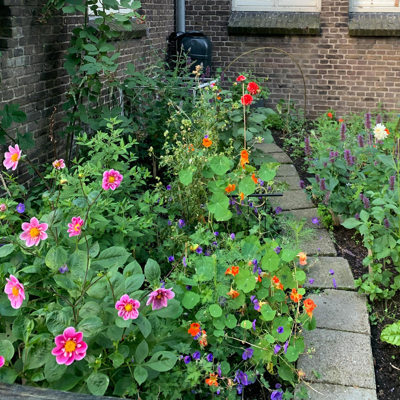 Dahlia Hartenaas in combinatie met andere planten 