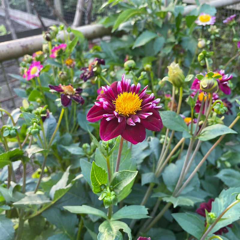 Dahlia impression fantastico in de tuin close up bloem