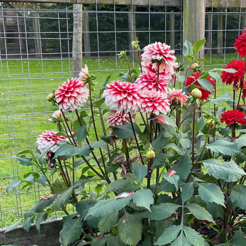 Dahlia Larry's love in border naast dahlia Menorca