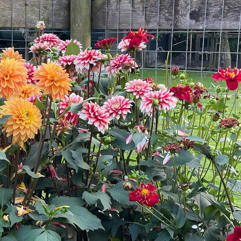 Dahlia Larry's love tussen diverse andere dahlias