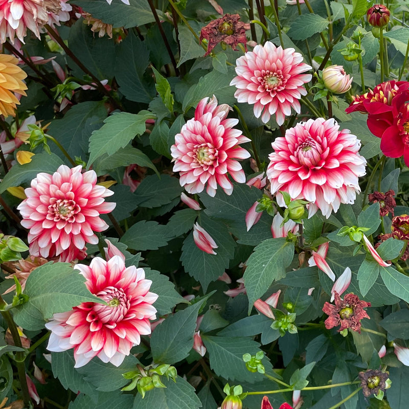 Dahlia Larry's love van boven af