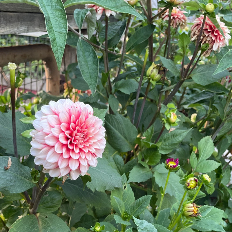 Dahlia Larry's love close-up bloem