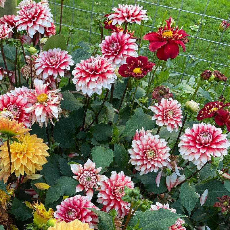 Dahlia Larry's love tussen diverse dahlias