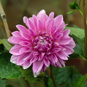 Dahlia Lavender Perfection