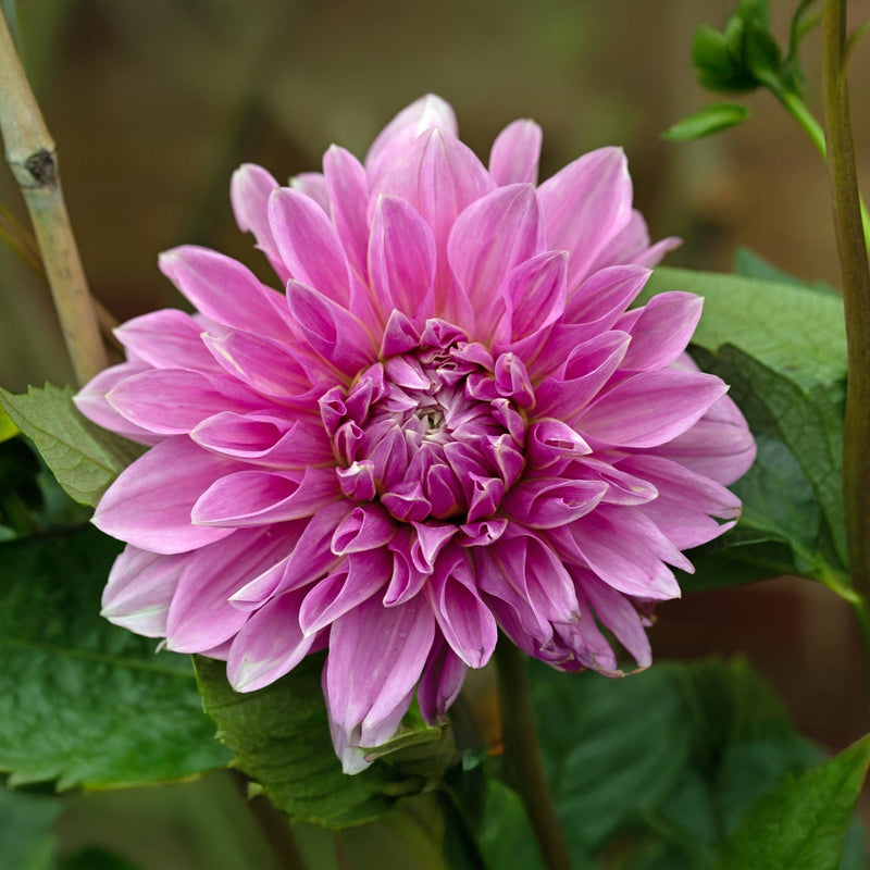 dahlia lavender perfection, een grote roze lichtpaarse bloem met puntige blaadjes