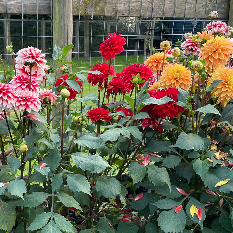 Dahlia menorca tussen diverse dahlias