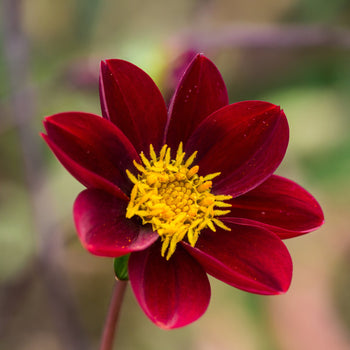 Dahlia Mexican Star