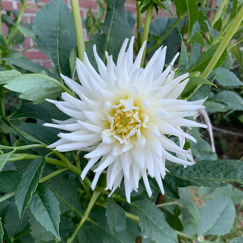 Biologische dahlia met witte bloemen en een geel hart. 