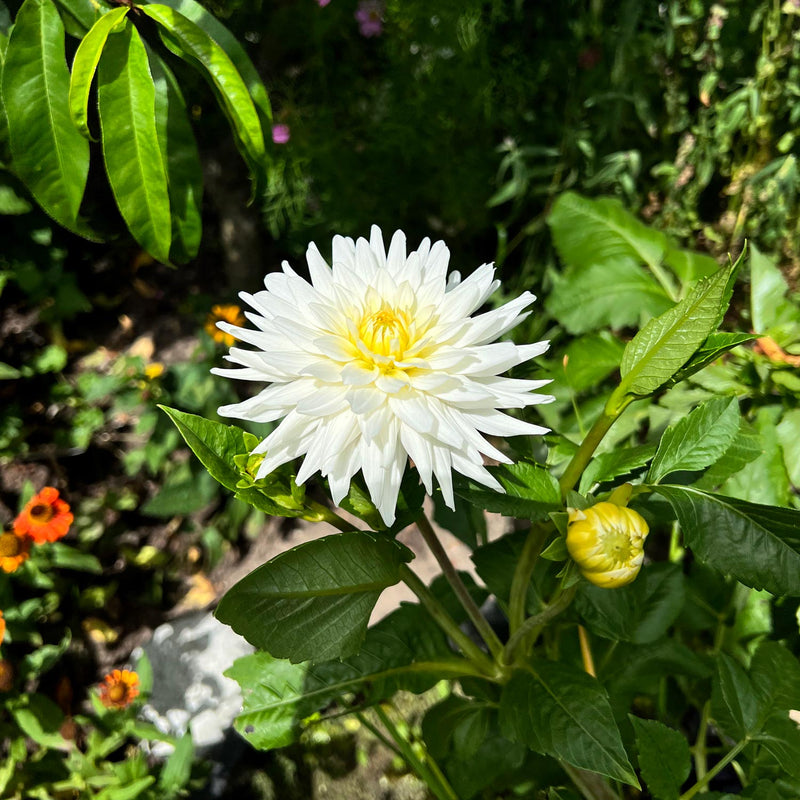 Dahlia my love close-up bloem