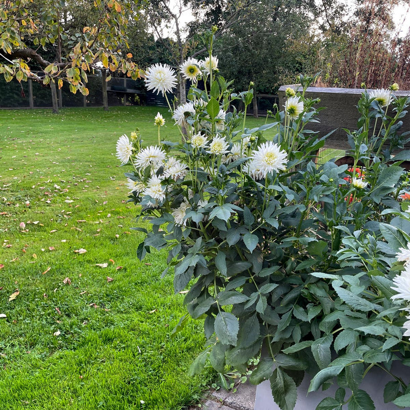 Dahlia my love in bloei aan border in tuin