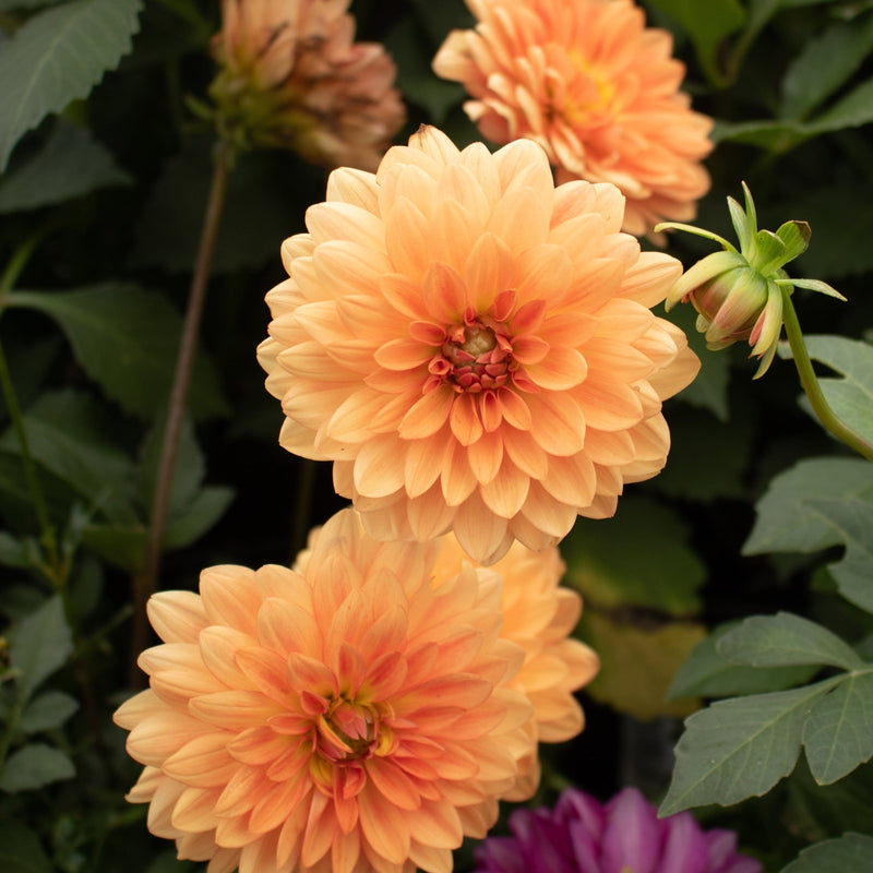 Dahlia Orange King