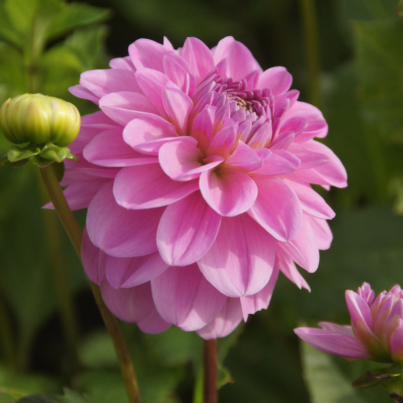 Biologische roze dahlia Pink Pop met knop en bloem 