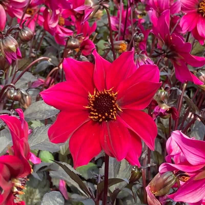 Duurzaam geteelde dahlia met open bloem. 