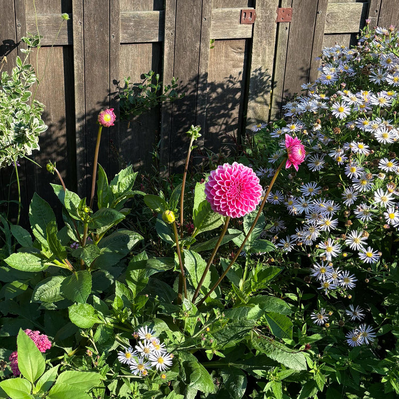 Dahlia Sandra naast Aster in border