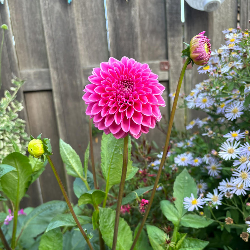 Dahlia Sandra close-up bloem naast Aster Asran