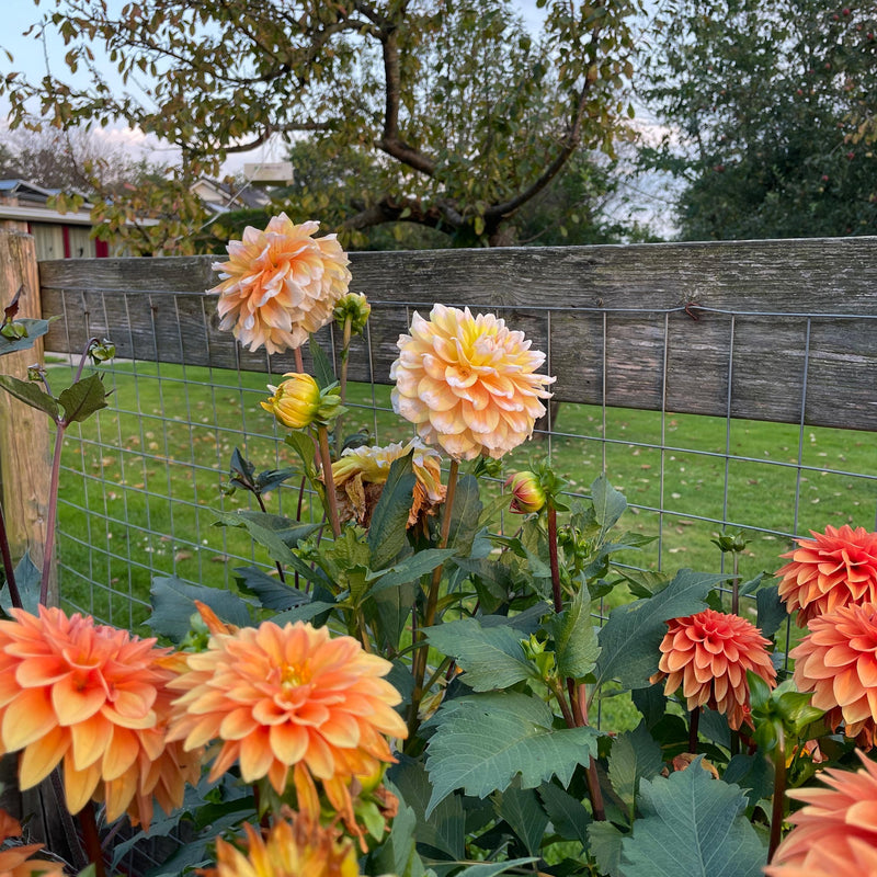 Dahlia Seattle n combinatie met Dahlia Summerflame