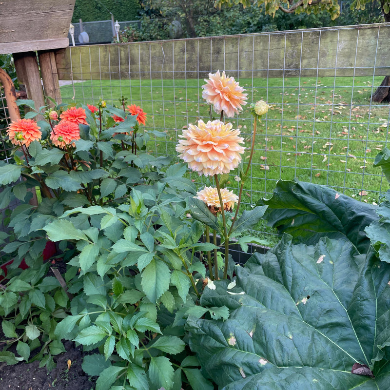 Dahlia Seattle in combinatie met Dahlia summerflame 