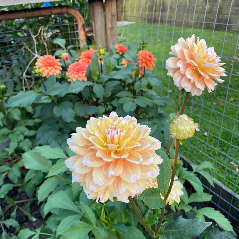 Dahlia Seattle close-up bloem met in de achtergrond dahlia summerflame