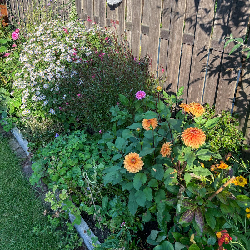 Dahlia summerflame in border naast diverse planten