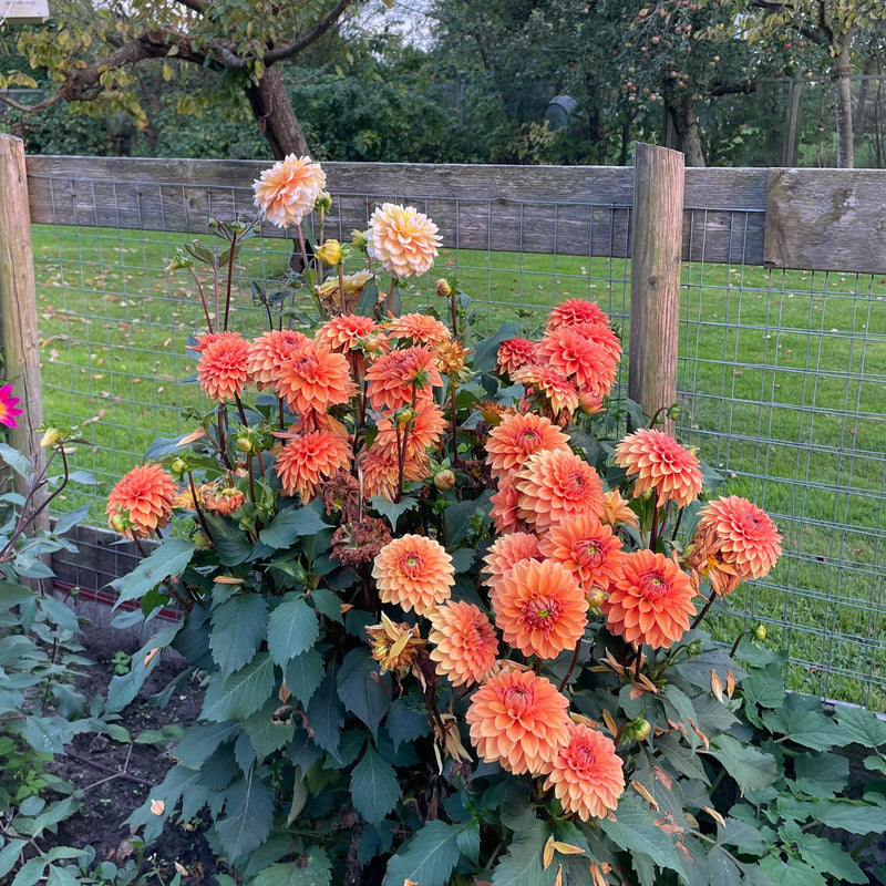 Dahlia summerflame in combinatie met dahlia seattle