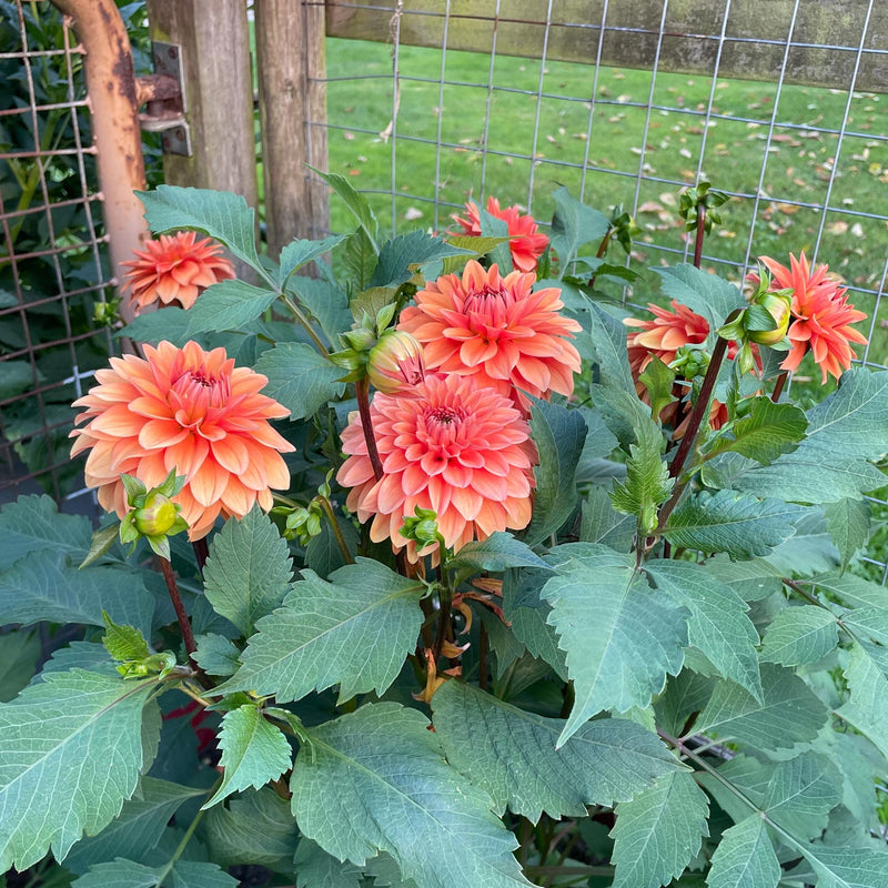 Dahlia summerflame in bloei