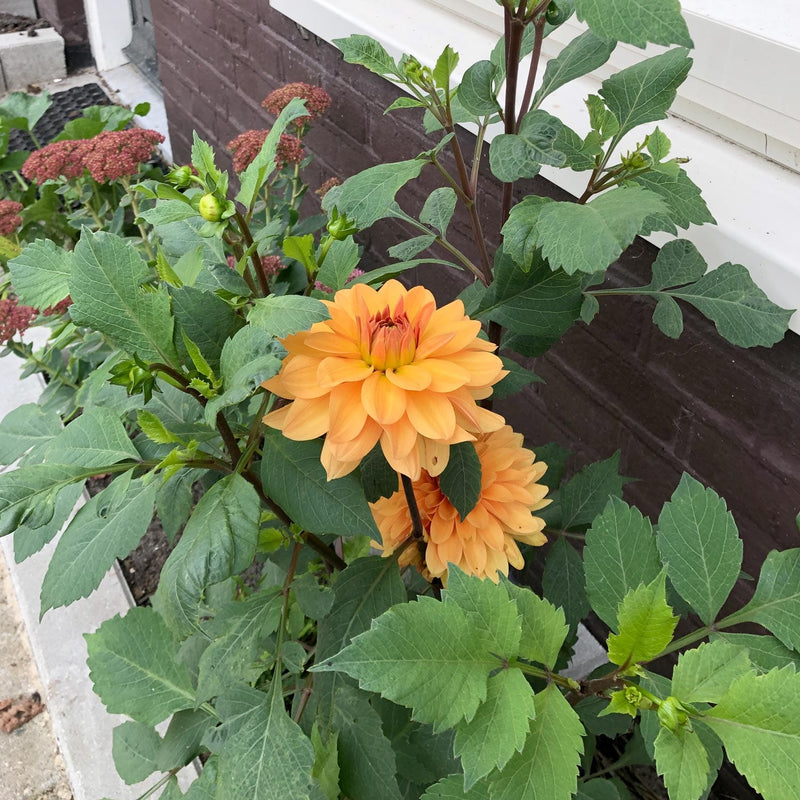 Dahlia summerflame in een geveltuin