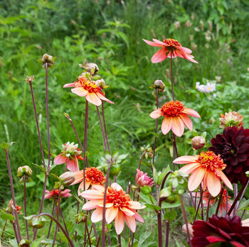 Dahlia Totally Tangerine