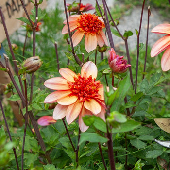 Dahlia Totally Tangerine