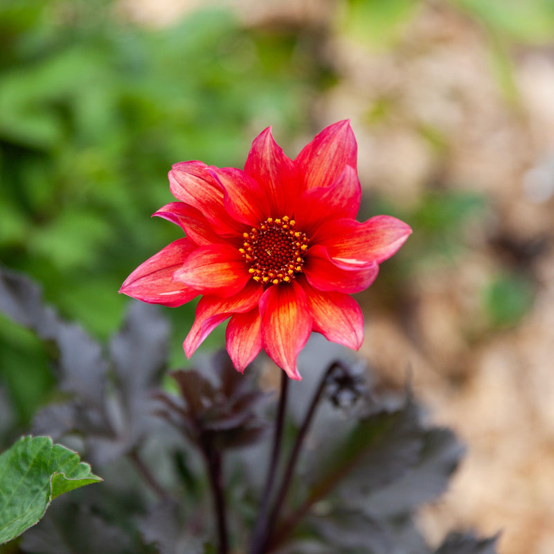 Biologische dahlia waltzing mathilda in volle bloei, fuchsia-oranje bloem met donkerpaarse steel en bladeren