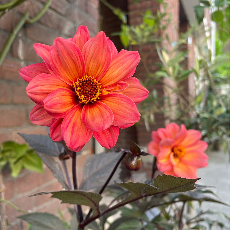 dahlia dreamy sunset in pot geveltuin