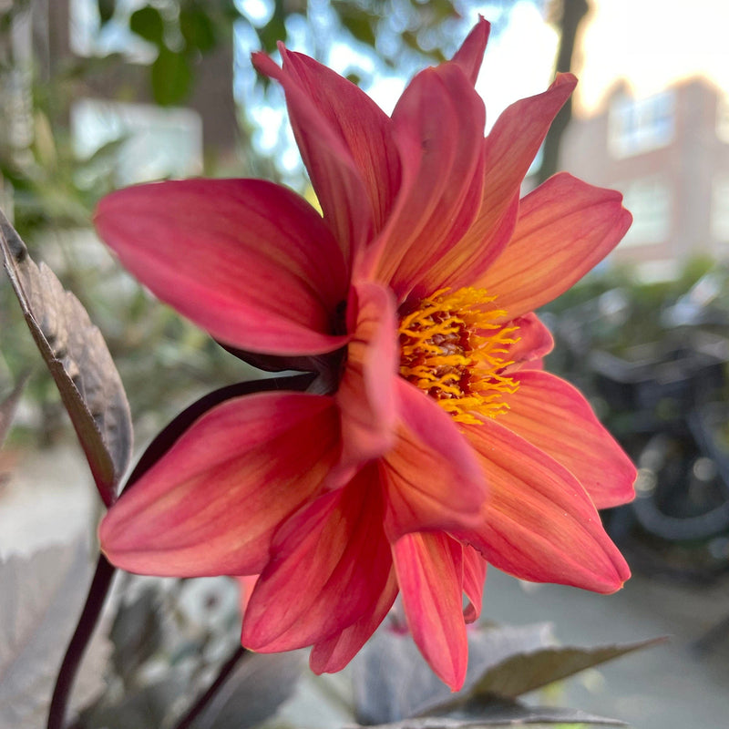 dahlia dreamy sunset close up bloem