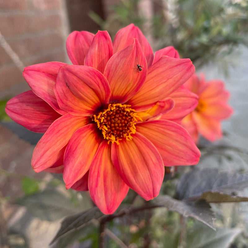 dahlia dreamy sunset close up bloem