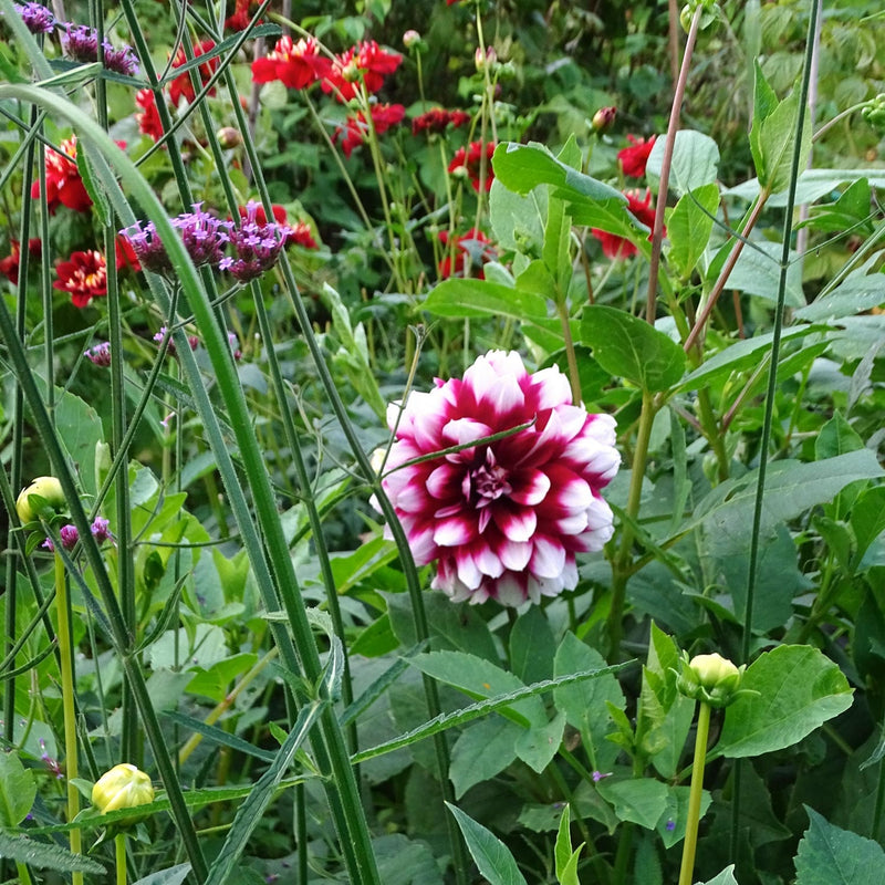 Dahlia duet tussen diverse planten