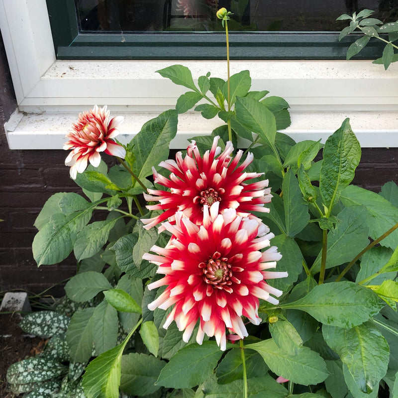 Dahlia duet close-up bloem i