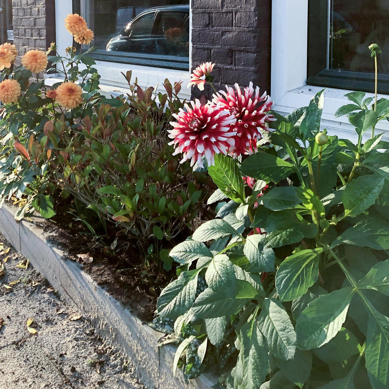 Dahlia duet in border n combinatie met dahlia Summerflame