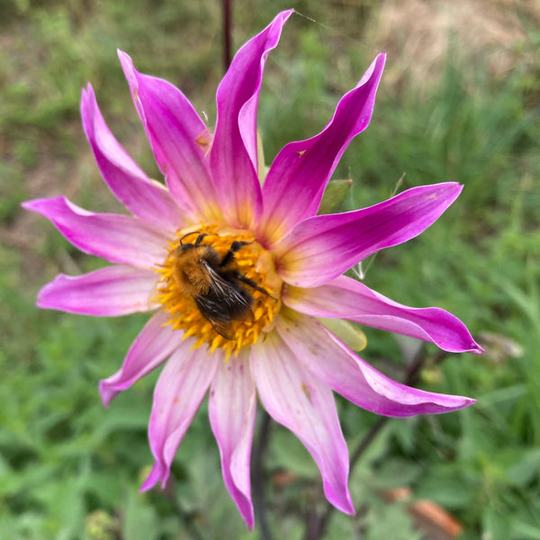 Dahlia Full of Nature