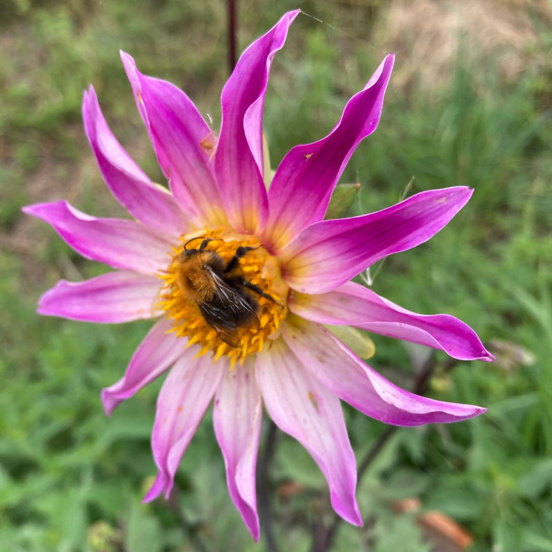 Duurzaam gekweekte full of nature dahlia, speciaal voor Sprinkl geteeld. 