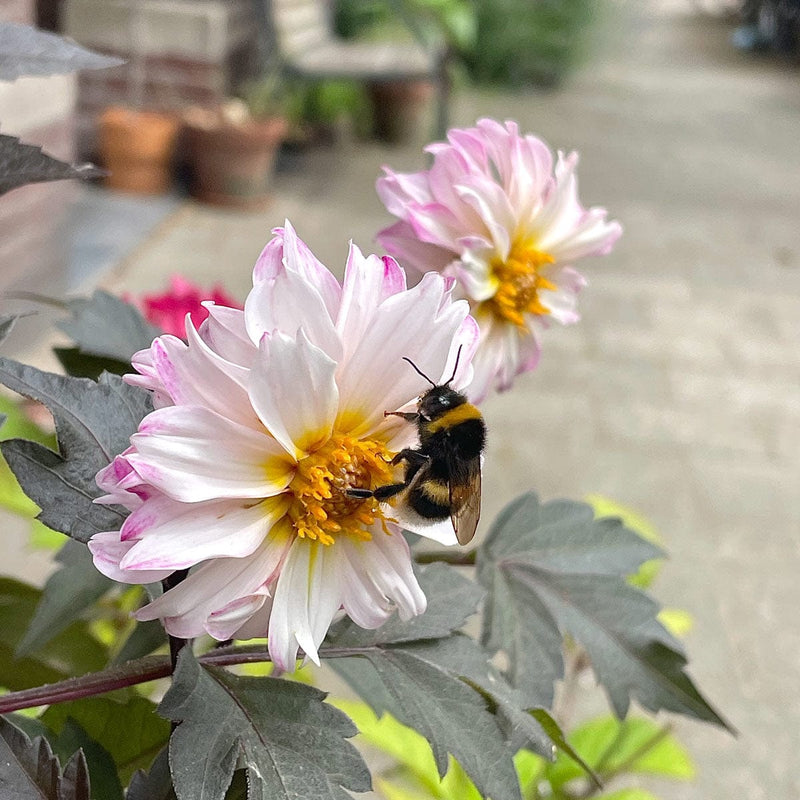 close up dahlia preijde met hommel