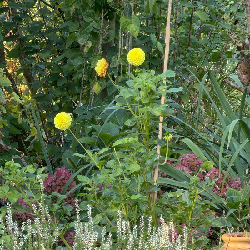 Dahlia met gele bloem in bolvorm in een tuin
