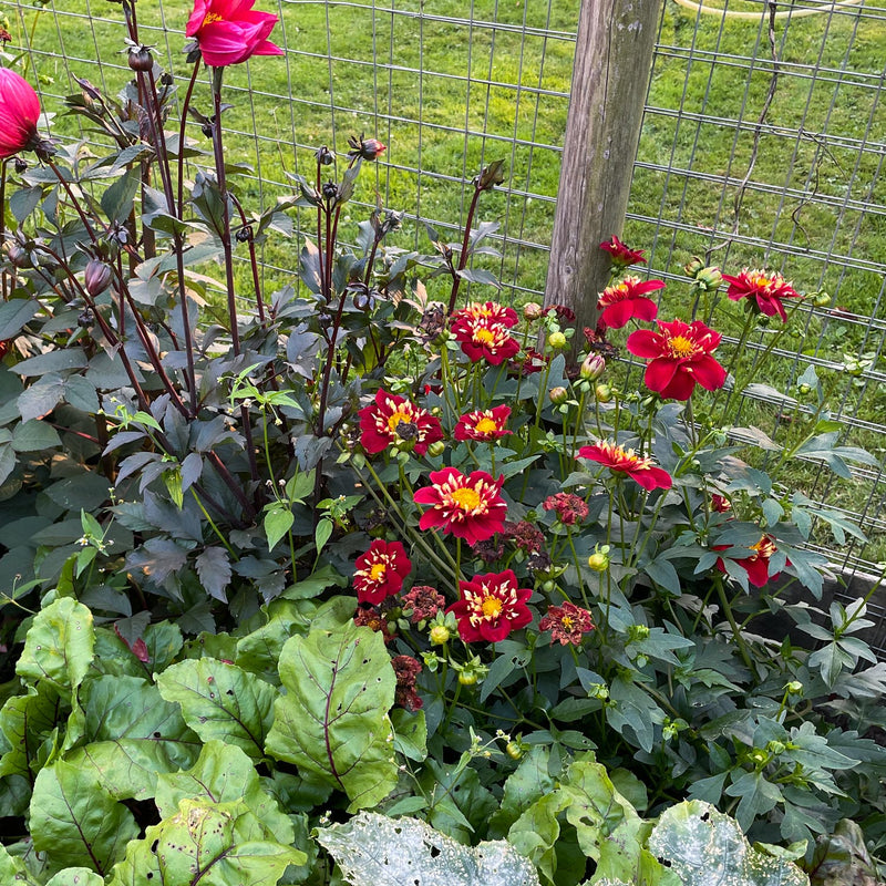 Dahlia impression festivo  in border tussen diverse planten