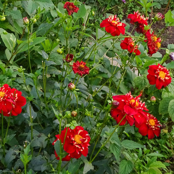 Dahlia Impression Festivo