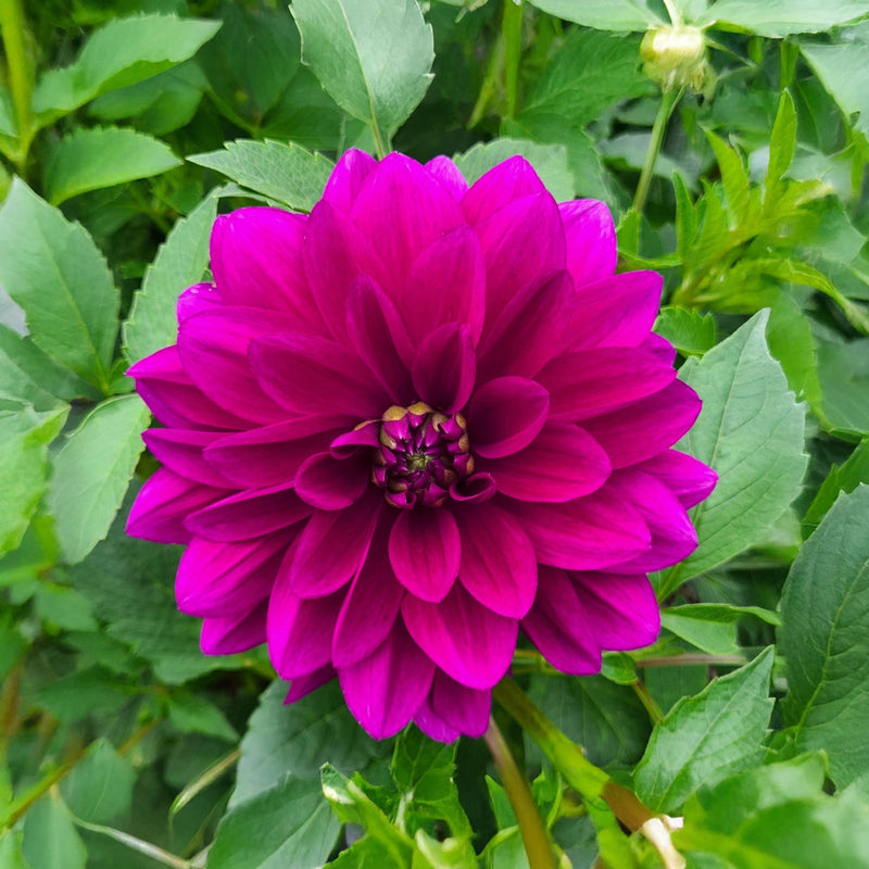 Dahlia Le Baron