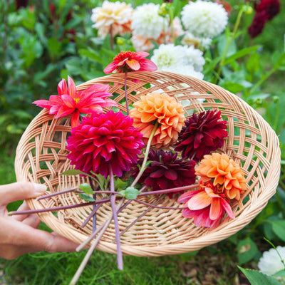 Mix van vijf verschillende dahlia's om warme tinten. 