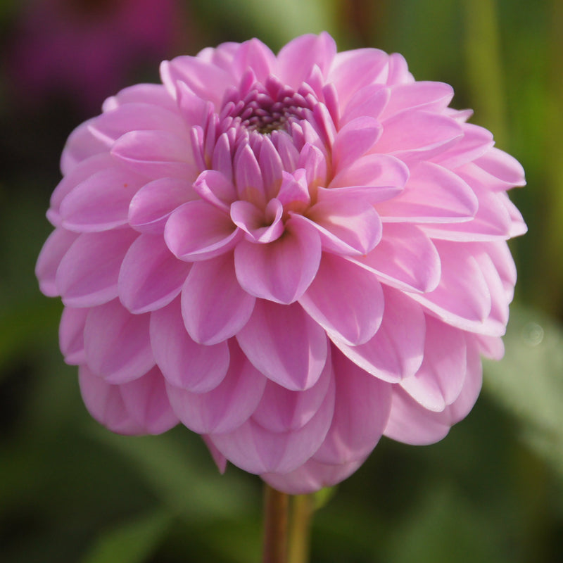 Duurzaam gekweekte dahlia zonder pesticeden. 