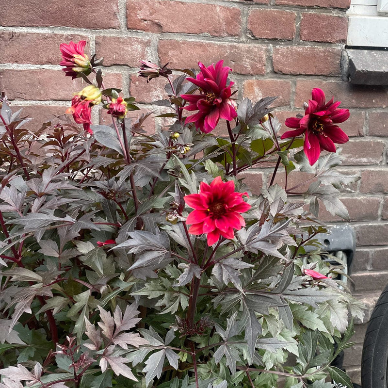 dahlia preijde mix geveltuin