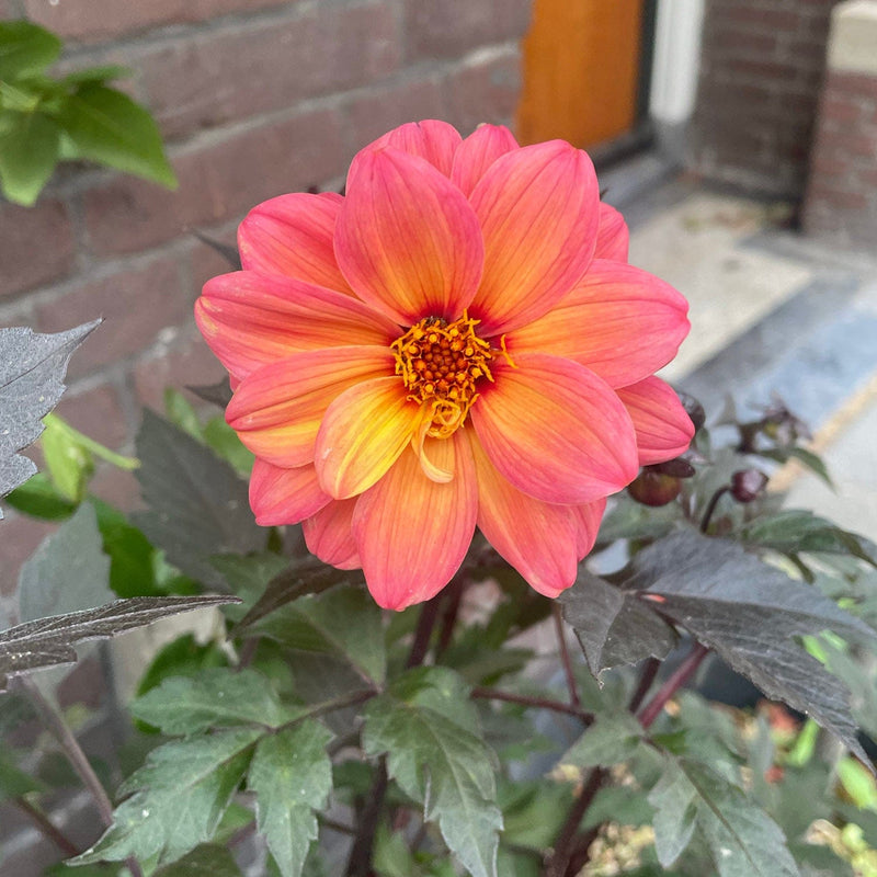 close up bloem dahlia preijde