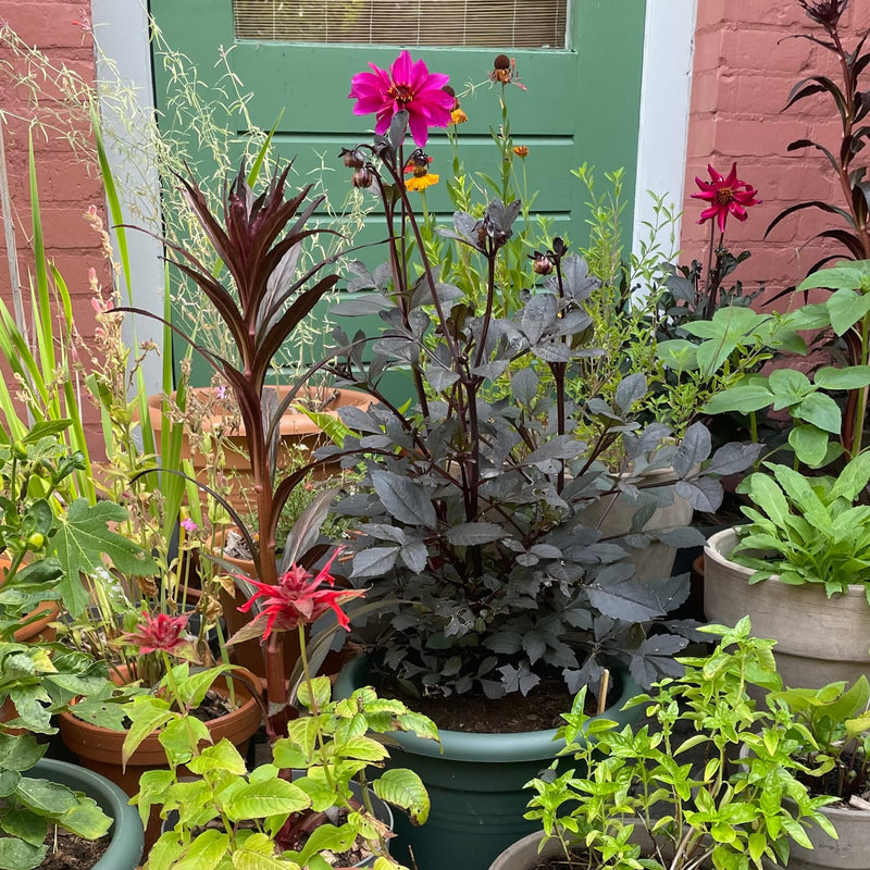 Felroze rode dahlia met open bloem en donkere steel