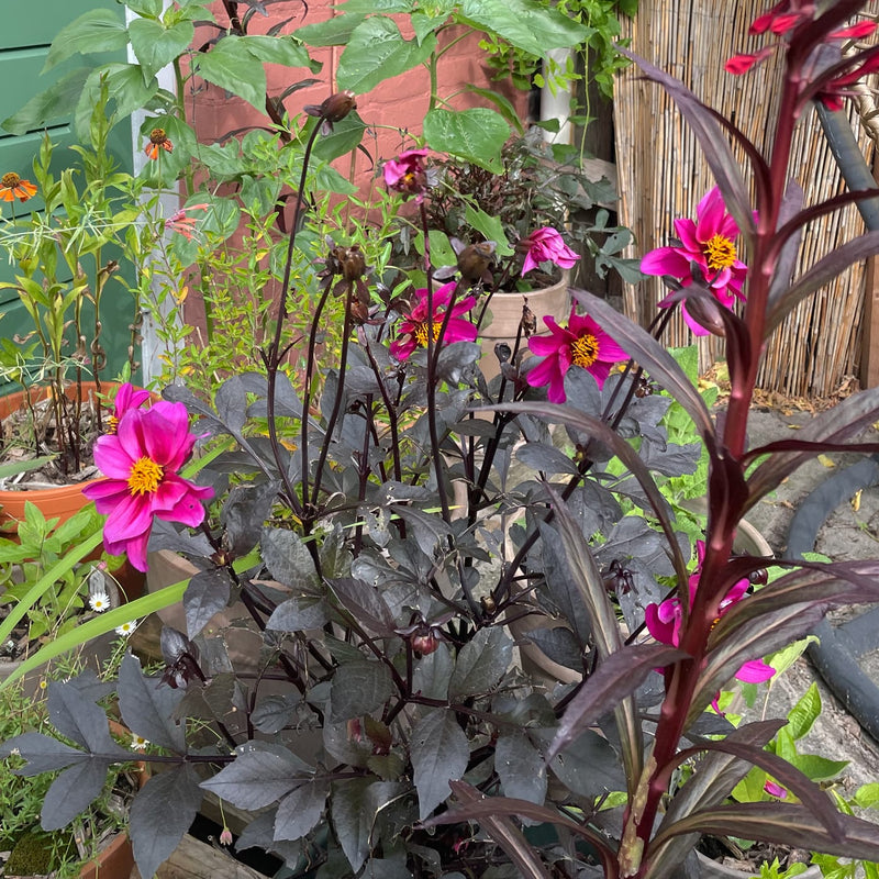 Felroze rode dahlia met open bloem met geel hart en donkere steel